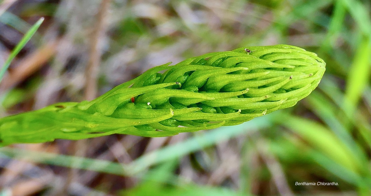 Benthamia Chlorantha.(Thouars) A. Rich Benthamia latifolia.( inflorescence en boutons ) orchidaceae.endémique Réunion Maurice Recherche de titres….j