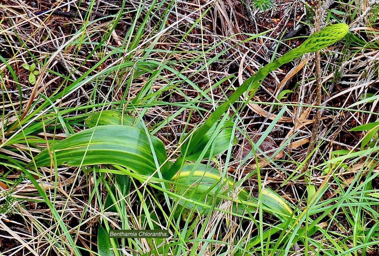 Benthamia Chlorantha.(Thouars) A. Rich Benthamia latifolia.orchidaceae.endémique Réunion Maurice Recherche de titres….j