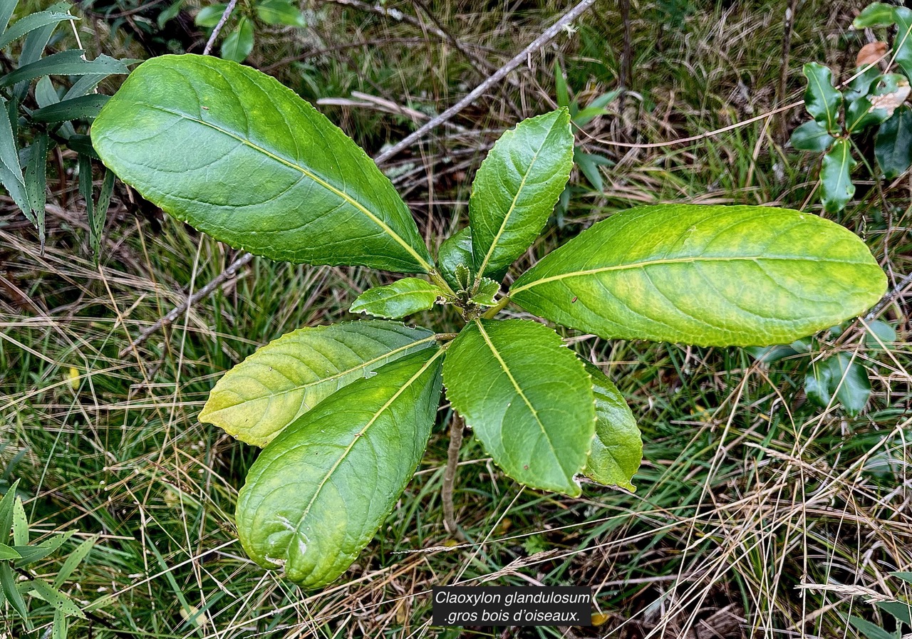 Claoxylon glandulosum.gros bois d’oiseaux.euphorbiaceae.endémique Réunion