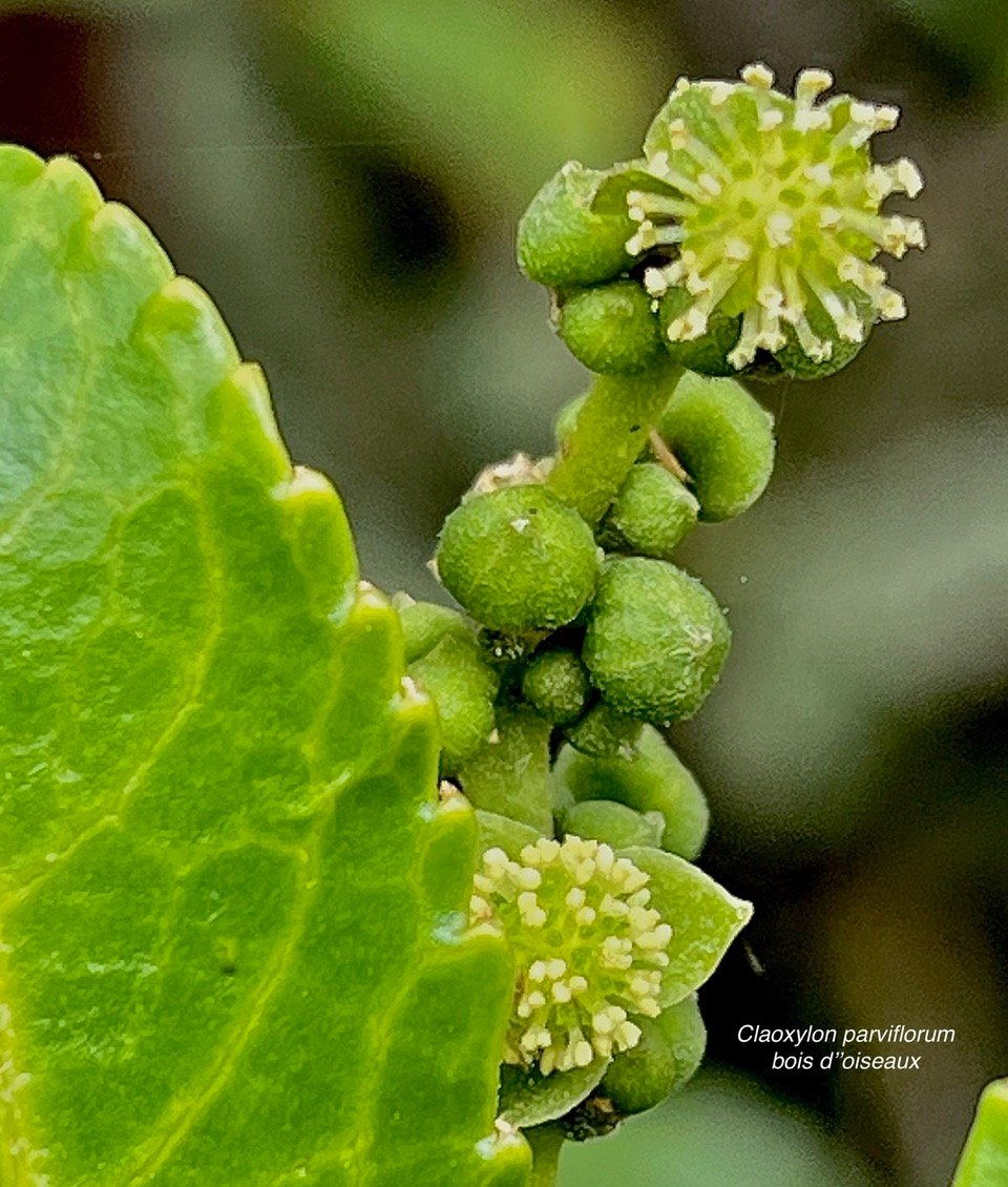 Claoxylon parviflorum -bois d’’oiseaux.euphorbiaceae.endémique Réunion Maurice Rodrigues. (1)