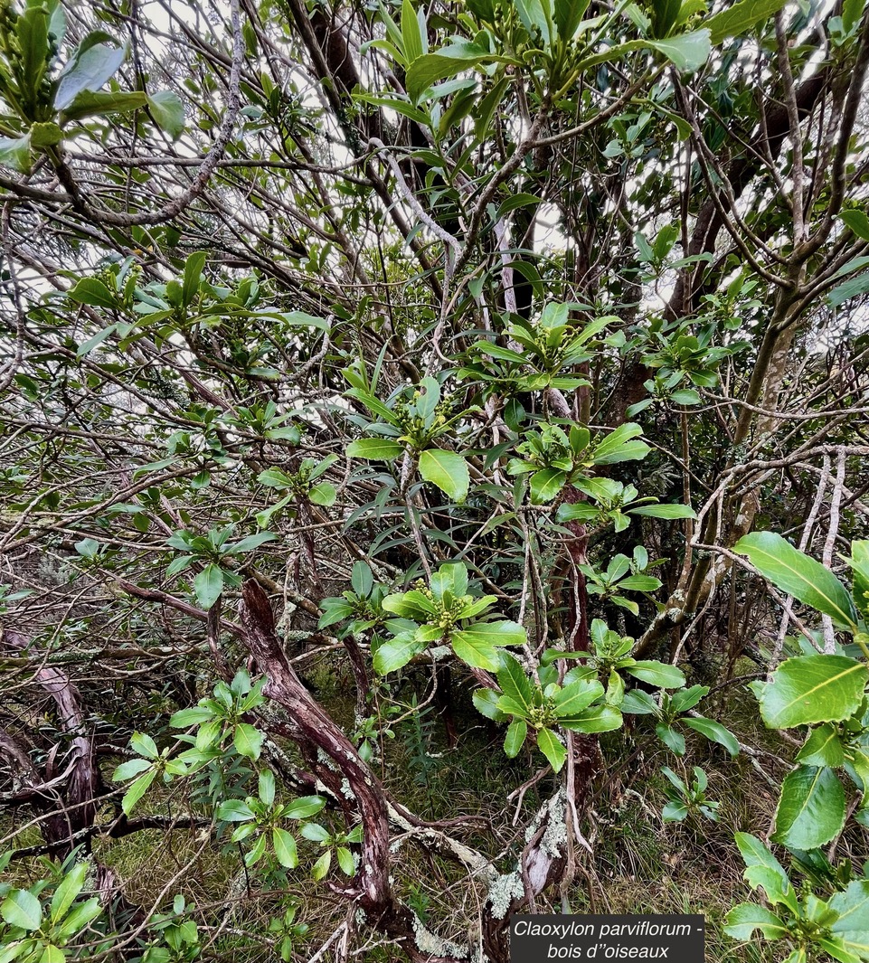 Claoxylon parviflorum -bois d’’oiseaux.euphorbiaceae.endémique Réunion Maurice Rodrigues. (2)