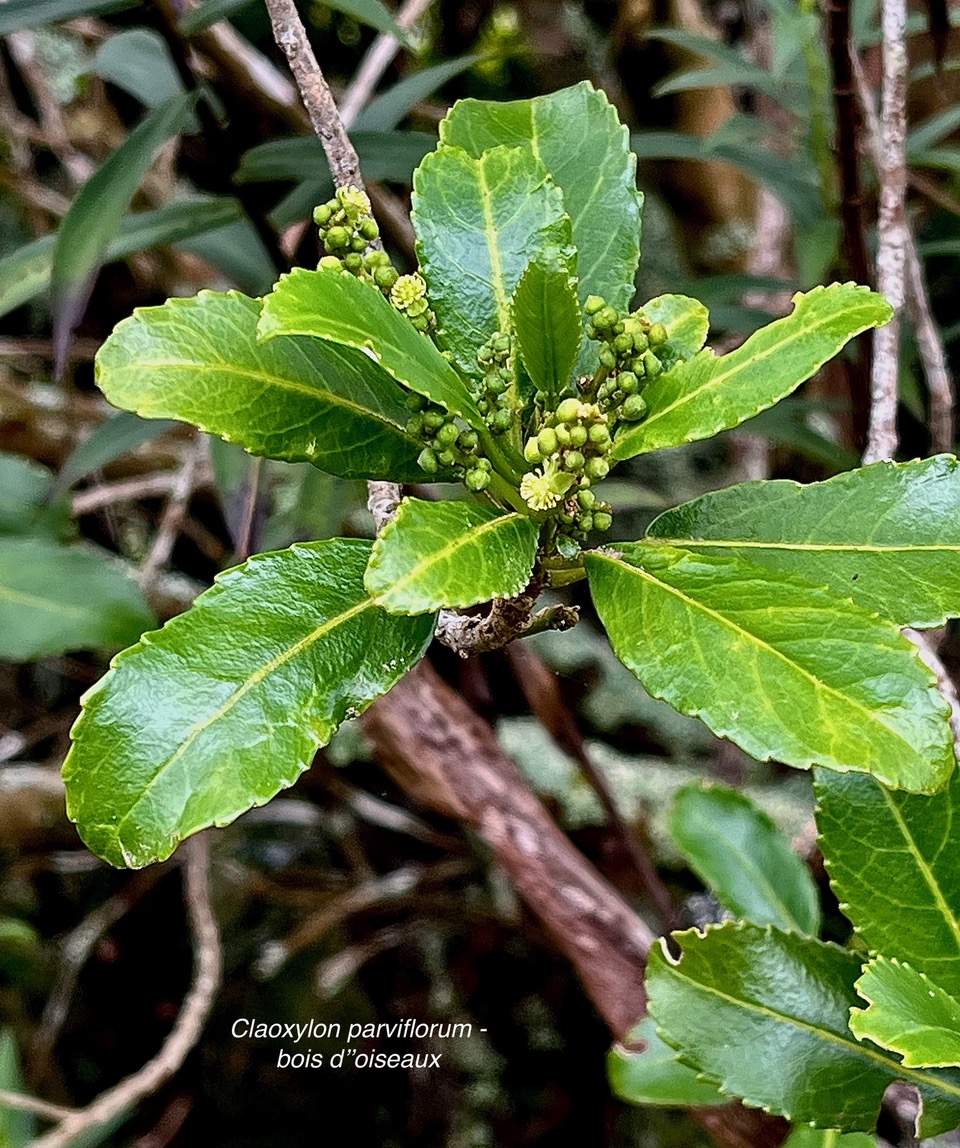 Claoxylon parviflorum -bois d’’oiseaux.euphorbiaceae.endémique Réunion Maurice Rodrigues