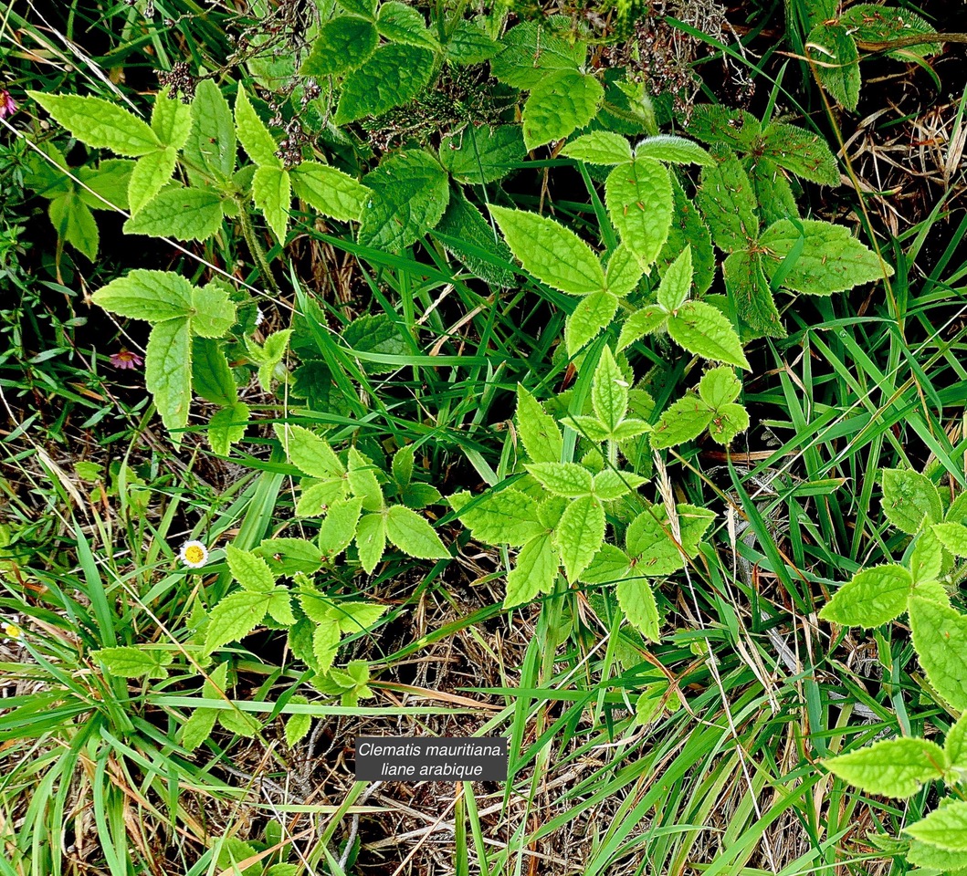 Clematis mauritiana.liane arabique.liane marabit. rampant au sol  dans l'herbe. ranunculaceae.indigène Réunion