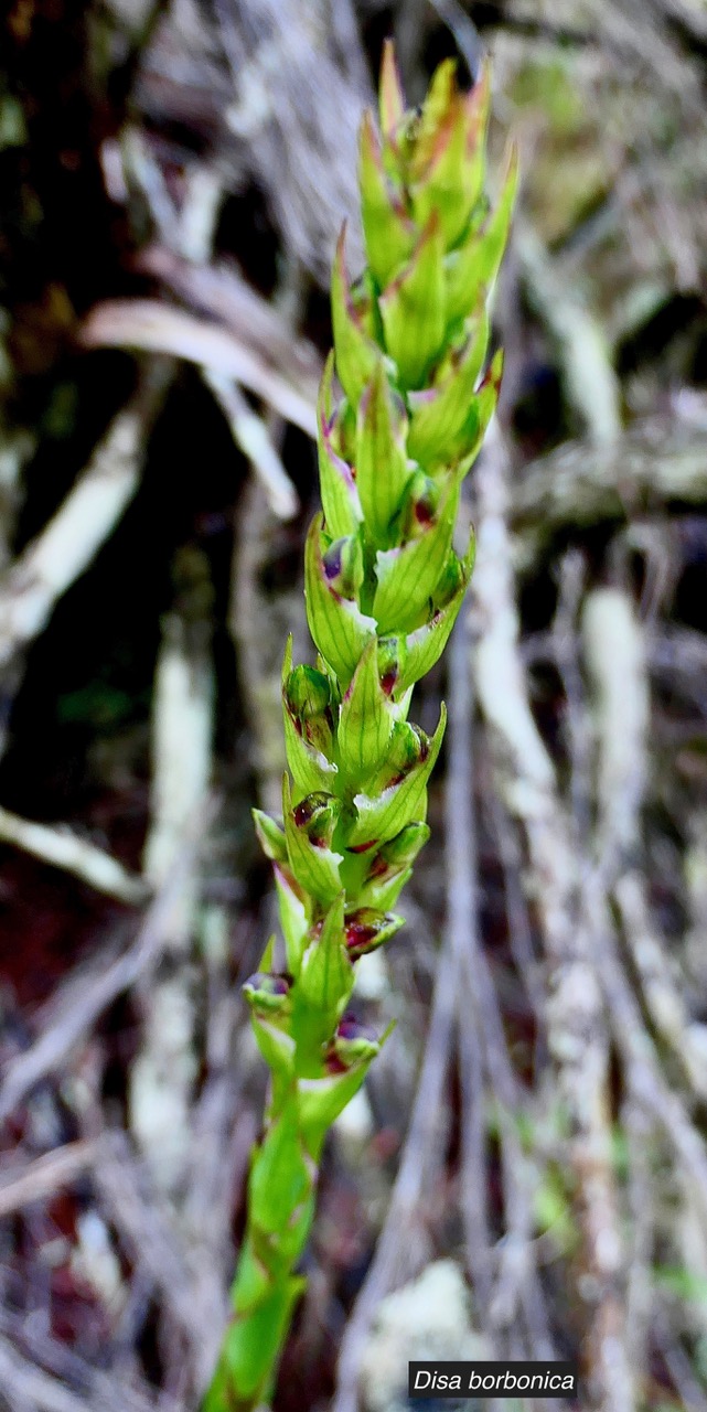 Disa borbonica Balf. f. et S. Moore.orchidaceae.endémique Réunion. (1)