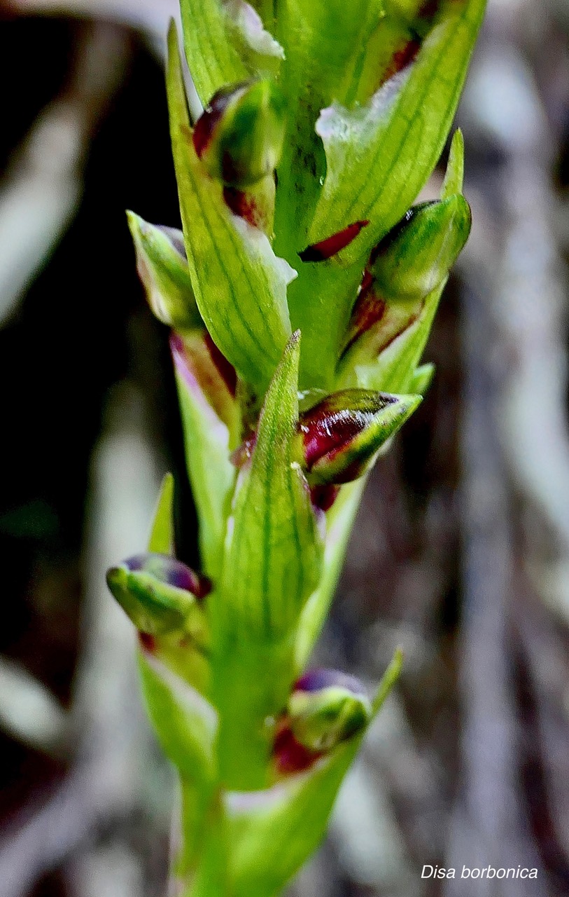 Disa borbonica Balf. f. et S. Moore.orchidaceae.endémique Réunion. (2)