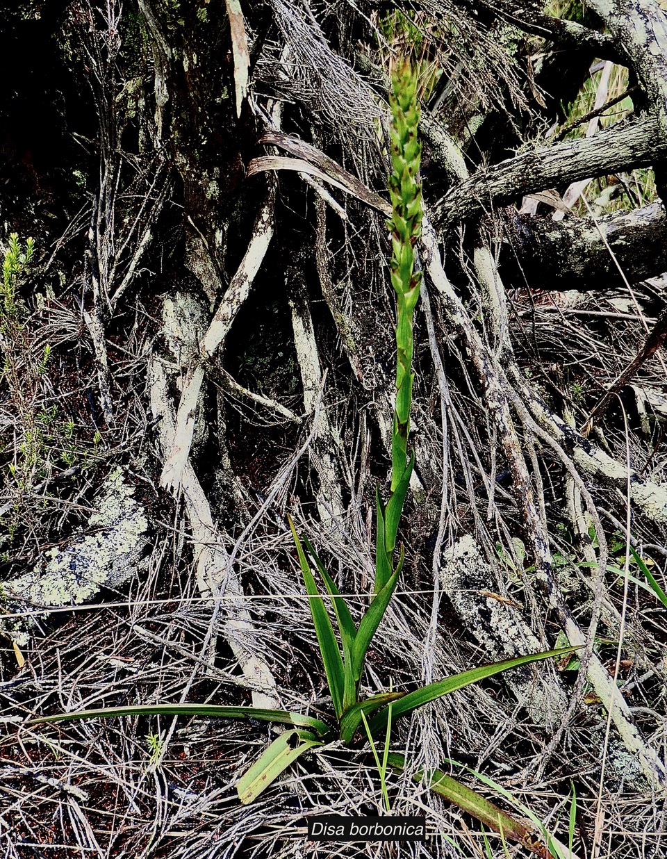 Disa borbonica Balf. f. et S. Moore.orchidaceae.endémique Réunion