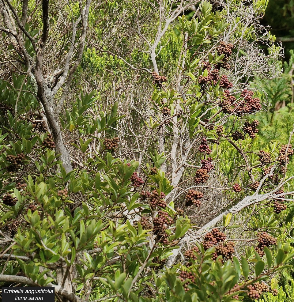 Embelia angustifolia  liane savon.( en fruits ) primulaceae.endémique Réunion Maurice. (1).