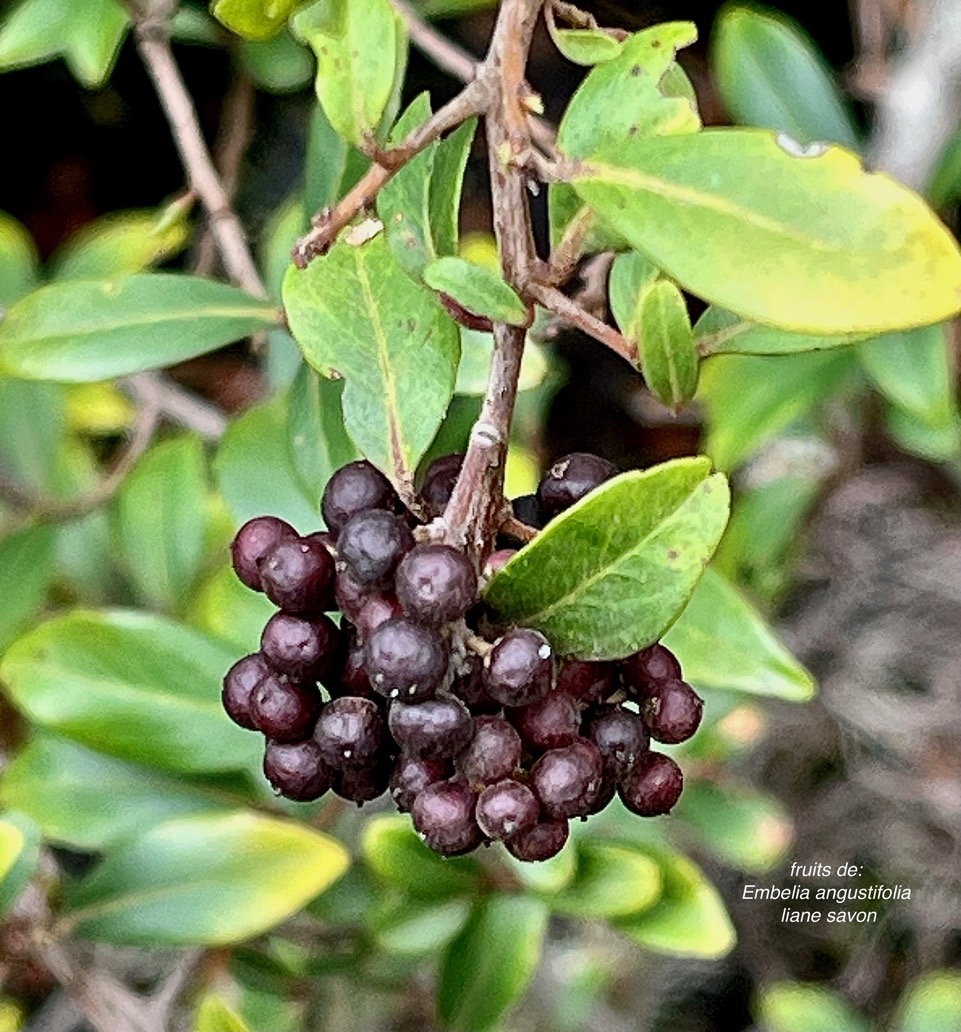 Embelia angustifolia  liane savon.( fruits ) primulaceae.endémique Réunion Maurice