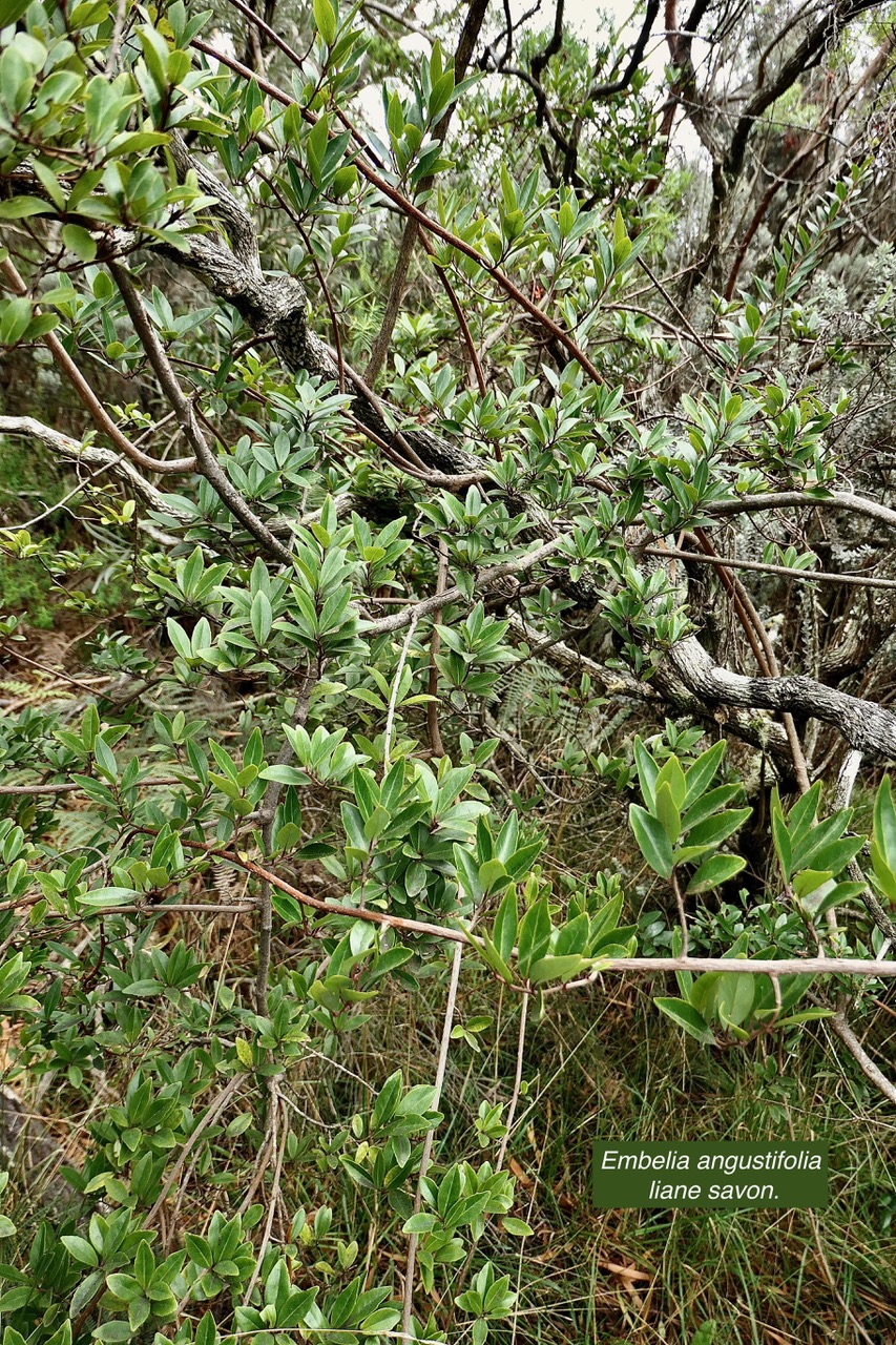 Embelia angustifolia  liane savon.primulaceae.endémique Réunion Maurice. (1)