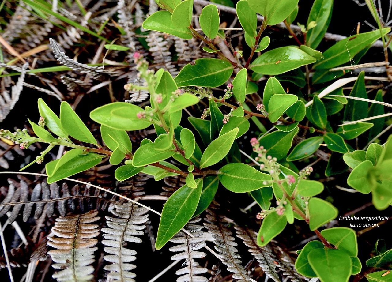 Embelia angustifolia  liane savon.primulaceae.endémique Réunion Maurice.