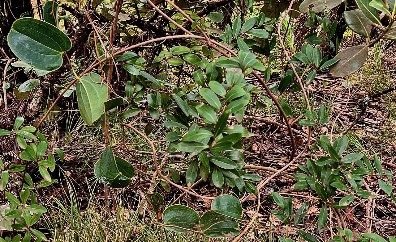 entrelacs de liane croc de chien et de liane savon