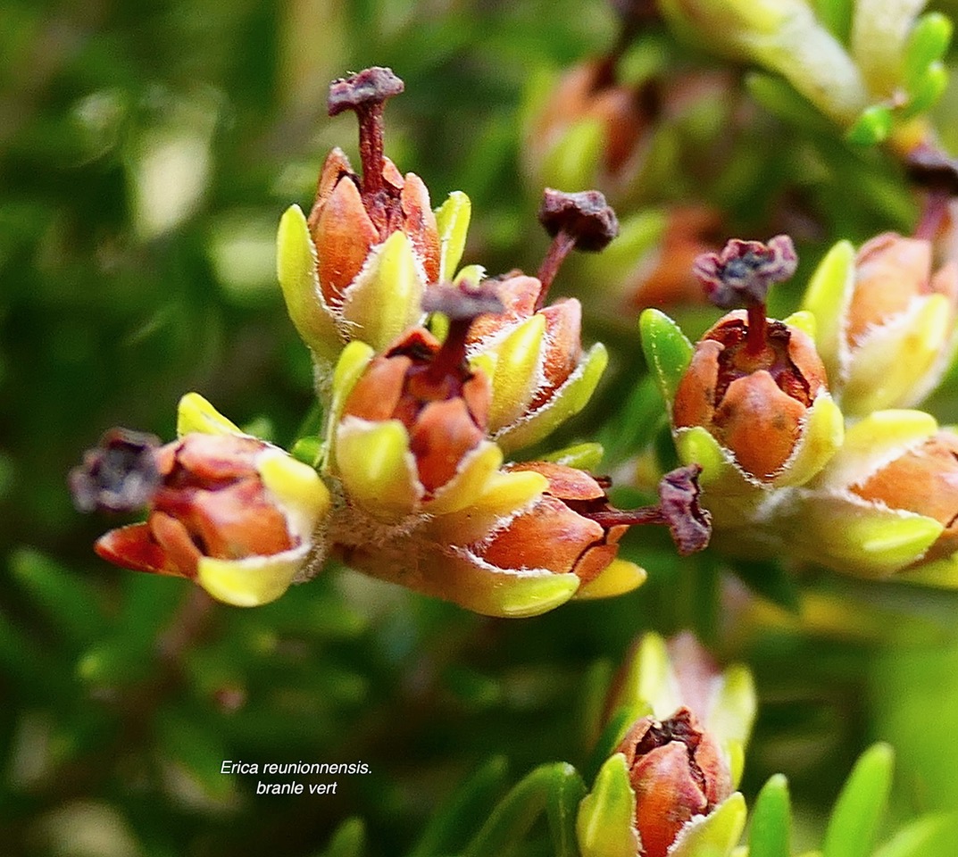 Erica reunionnensis.branle vert. ( fin de floraison,fruits en formation ) ericaceae.endémique Réunion.