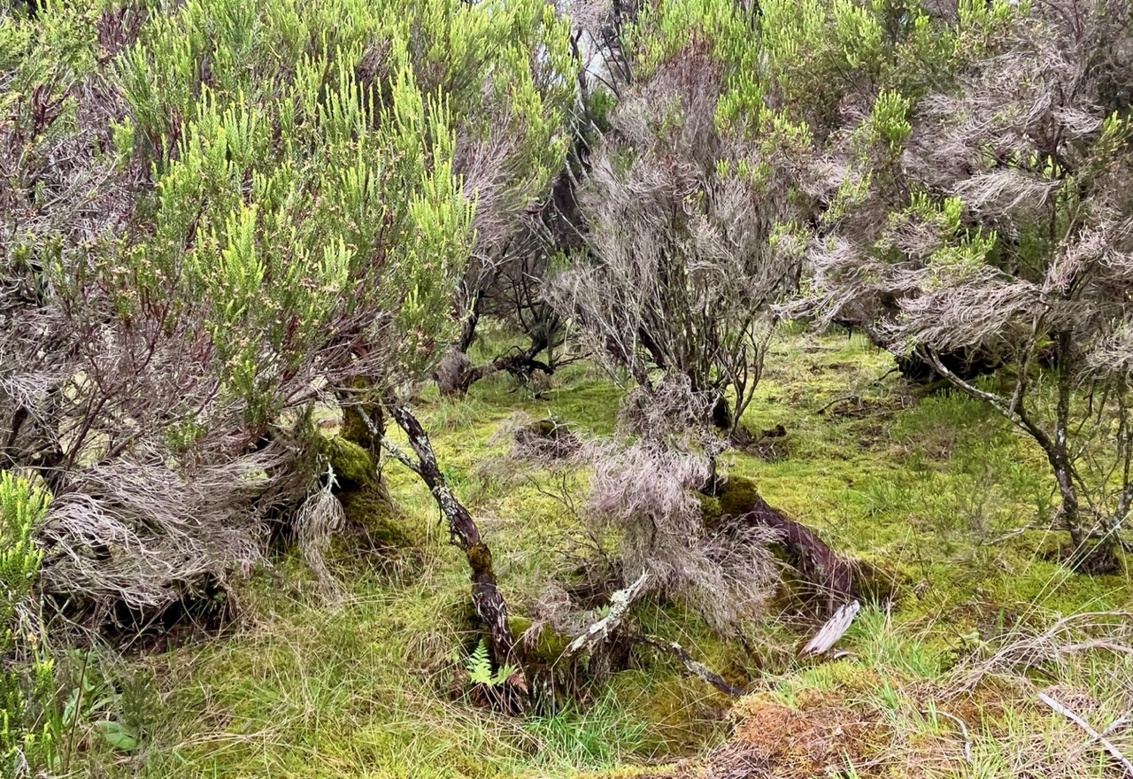 Erica reunionnensis.branle vert.ericaceae.endémique Réunion. (1)