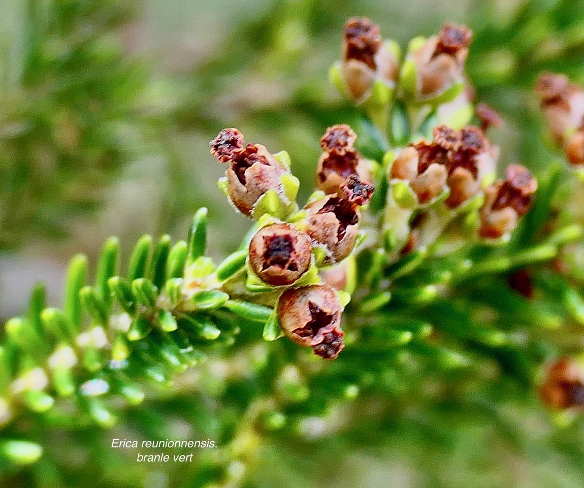 Erica reunionnensis.branle vert.ericaceae.endémique Réunion