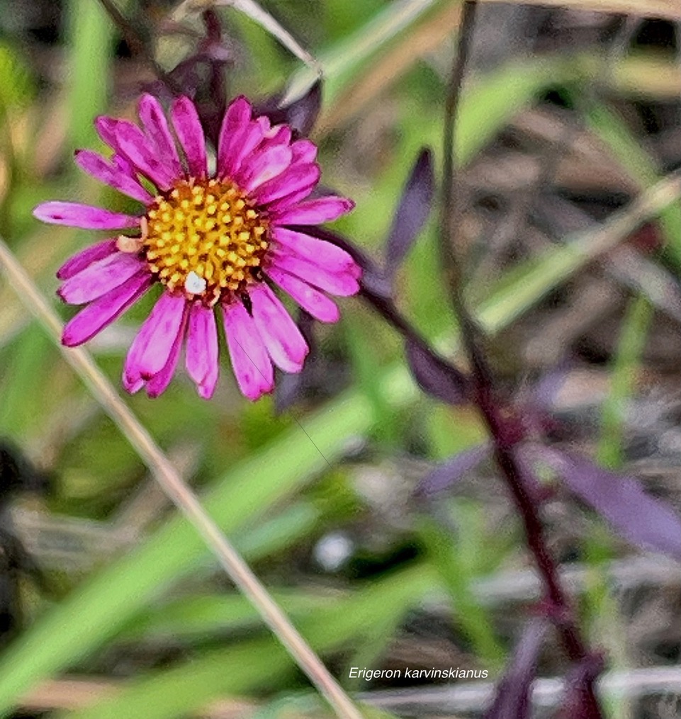 Erigeron karvinskianus.pâquerette.marguerite folle.asteraceae.assimilé indigène .très envahissant.