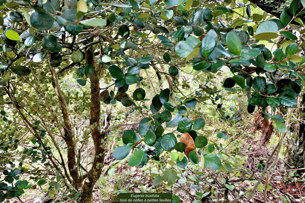 Eugenia buxifolia .bois de nèfles à petites feuilles.myrtaceae. endémique Réunion