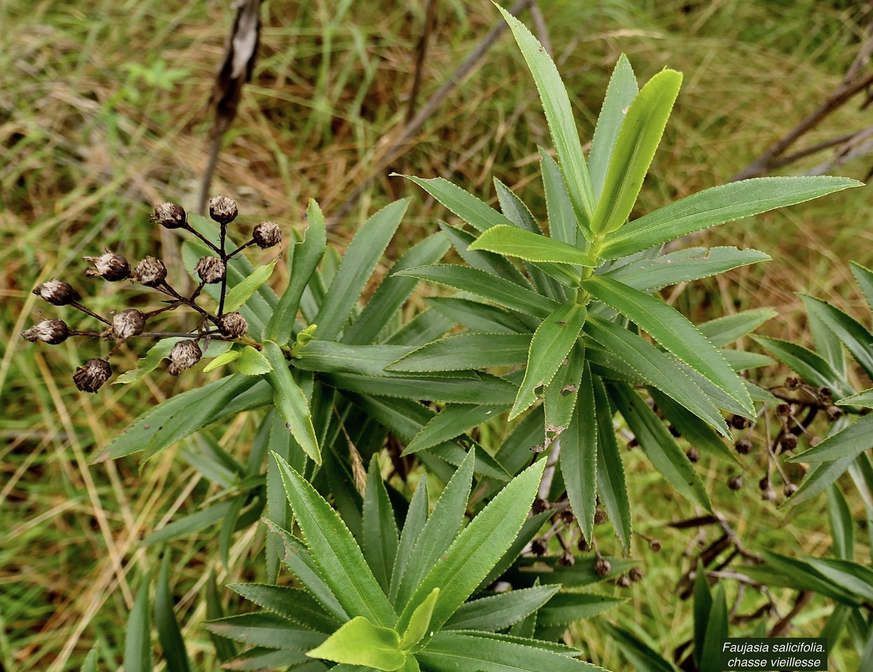 Faujasia salicifolia.chasse vieillesse.asteraceae.endémique Réunion