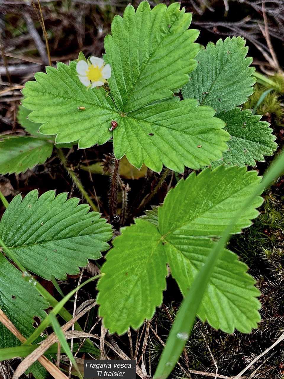 Fragaria vesca .Ti fraisier.fraise des bois.rosaceae.amphinaturalisé.