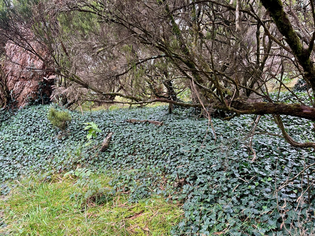 Hedera helix.lierre. ( rampant sur le sol ) araliaceae.espèce cultivée.très envahissant