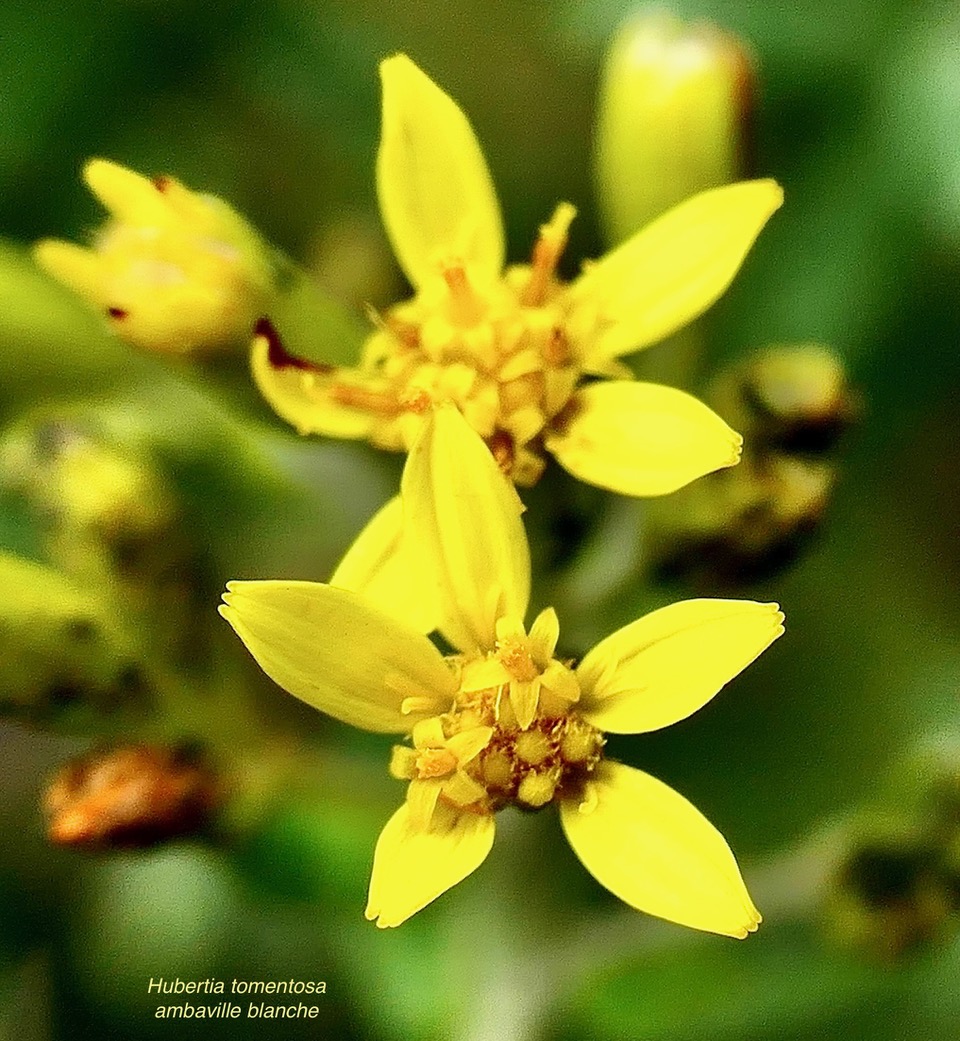 Hubertia tomentosa ambaville blanche( fleurs) asteraceae.endémique Réunion