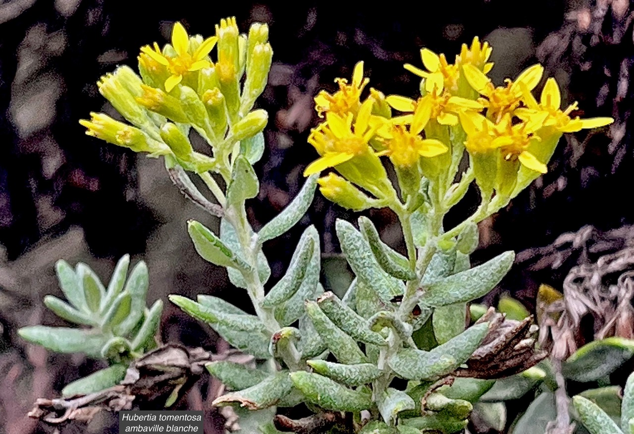 Hubertia tomentosa ambaville blanche. asteraceae.endémique Réunion.