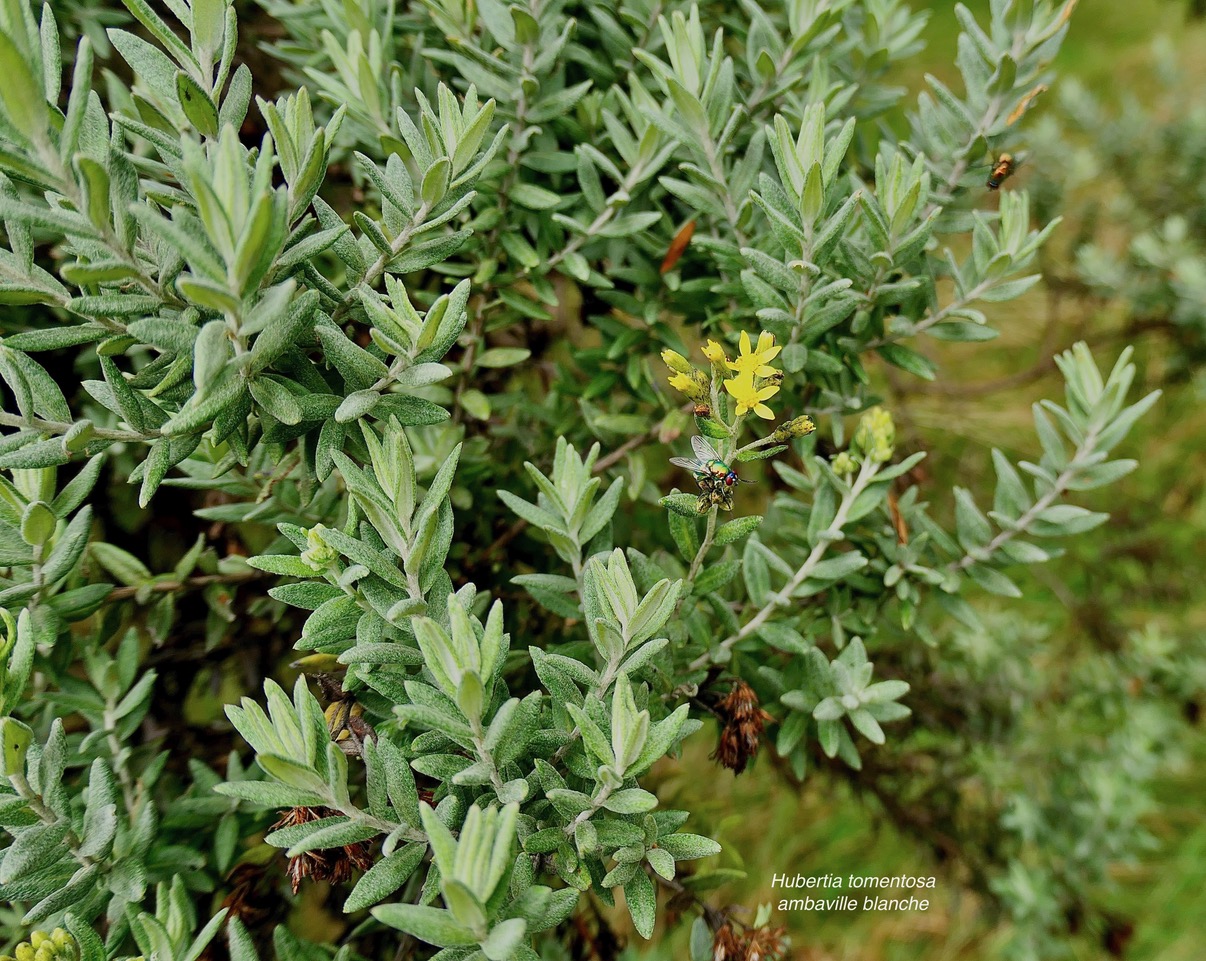Hubertia tomentosa ambaville blanche.asteraceae.endémique Réunion