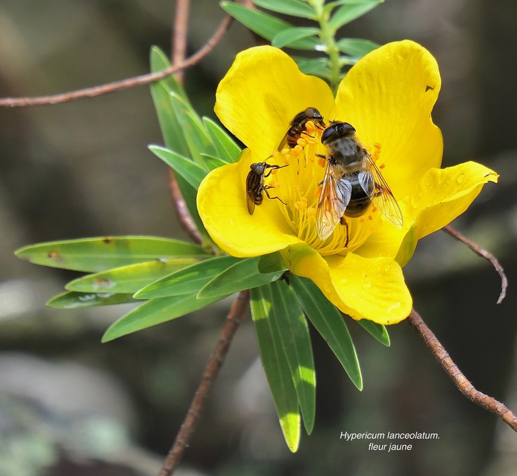 Hypericum lanceolatum.fleur jaune. ( et amateurs de nectar ) .hypericaceae