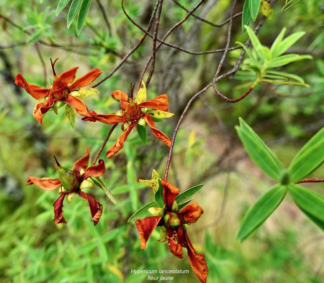 Hypericum lanceolatum.fleur jaune.( fruits en formation ) hypericaceae.