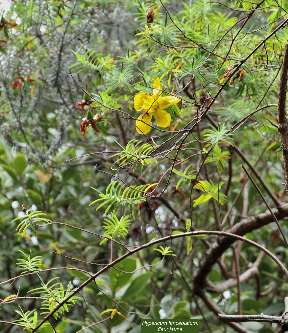 Hypericum lanceolatum.fleur jaune.hypericaceae.