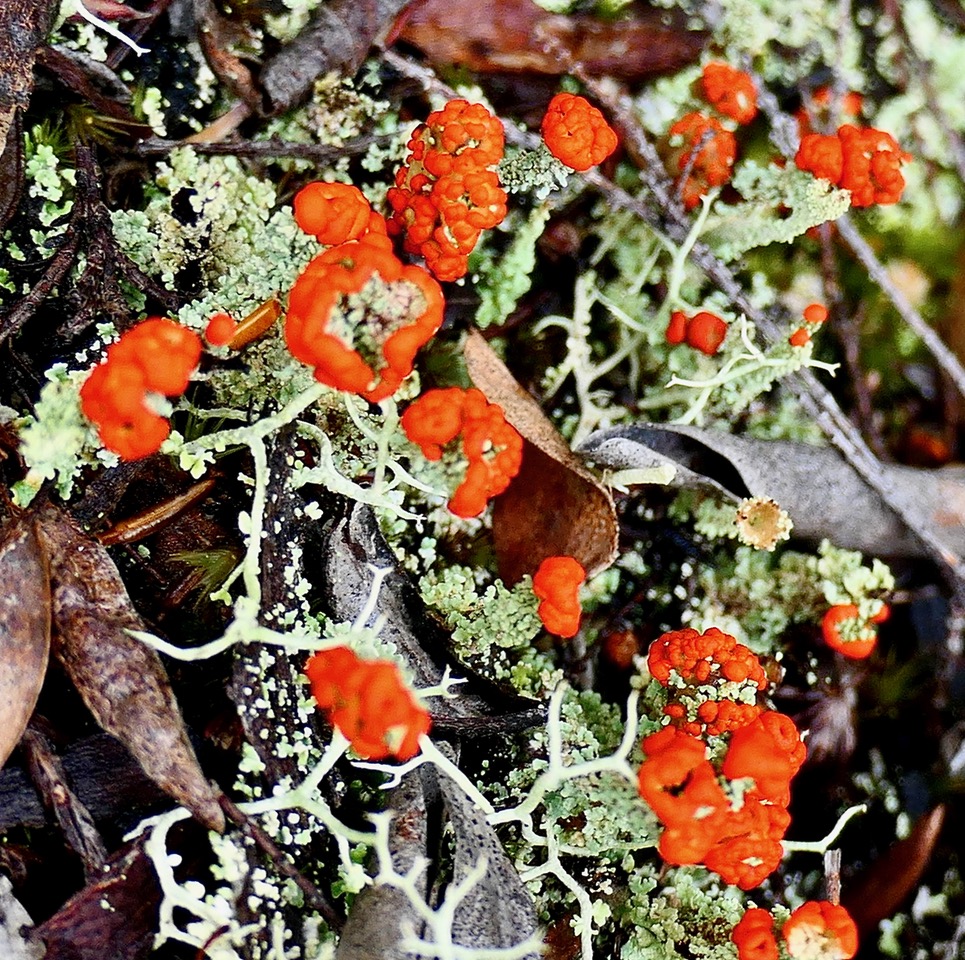 ? ? Lichen Cladonia sp avec apothécies rouges . Cladonia coccifera ??? (2).