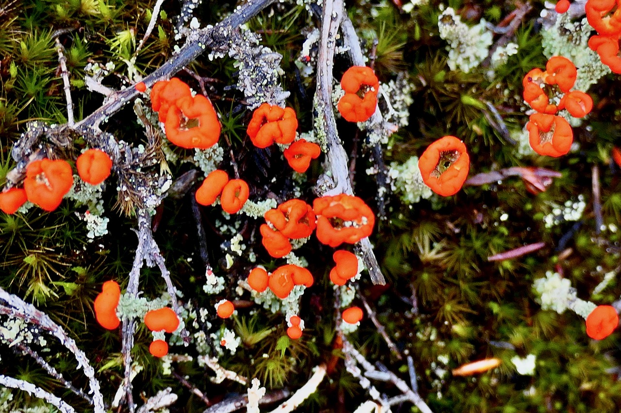 ? Lichen Cladonia sp avec apothécies rouges . Cladonia coccifera ???