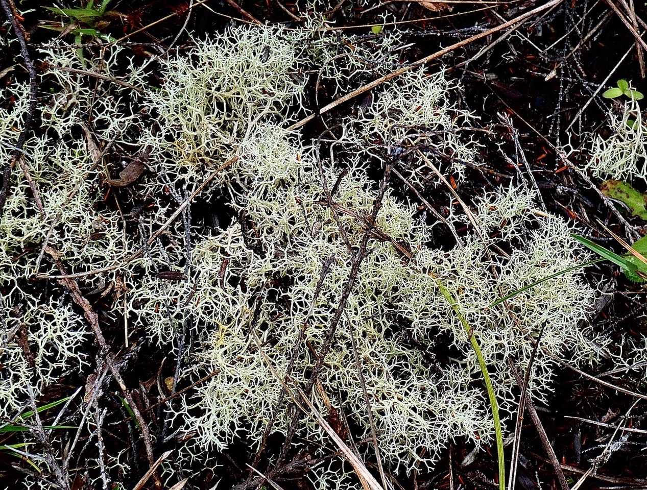 lichen Cladonia sp. cladoniaceae