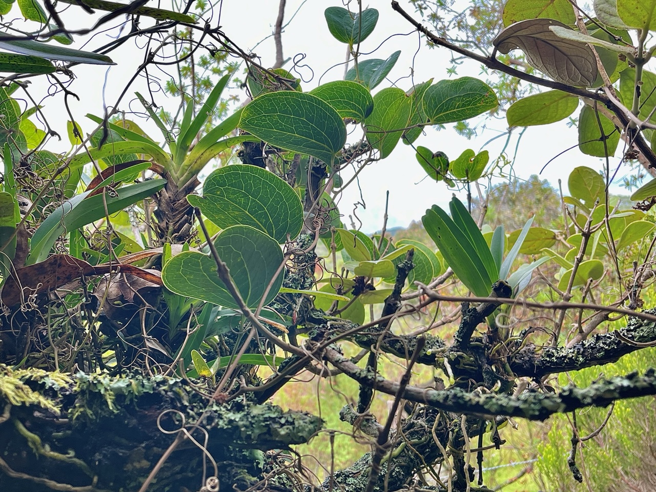 Mapou hébergeant orchidées,lichens,liane croc de chien.