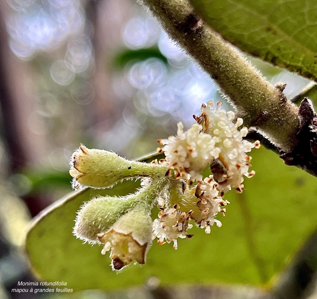 Monimia rotundifolia  mapou à grandes feuilles ( fleurs ) monimiaceae endémique Réunion