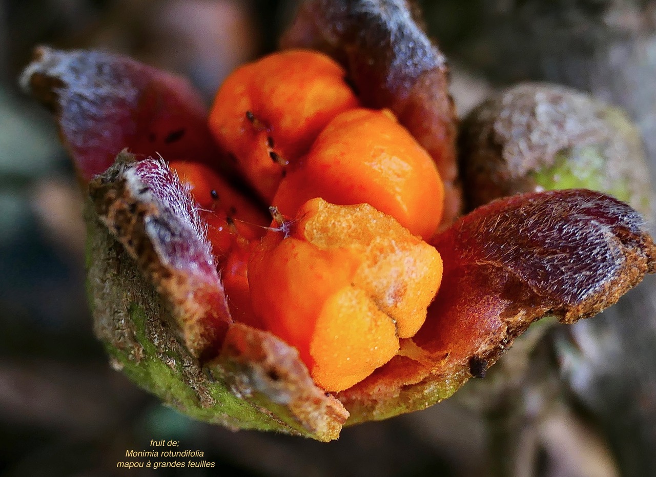 Monimia rotundifolia  mapou à grandes feuilles ( fruit mature ouvert ) monimiaceae endémique Réunion