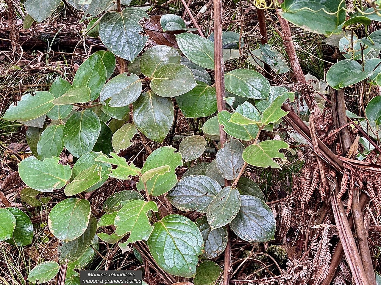 Monimia rotundifolia  mapou à grandes feuilles monimiaceae endémique Réunion (1)