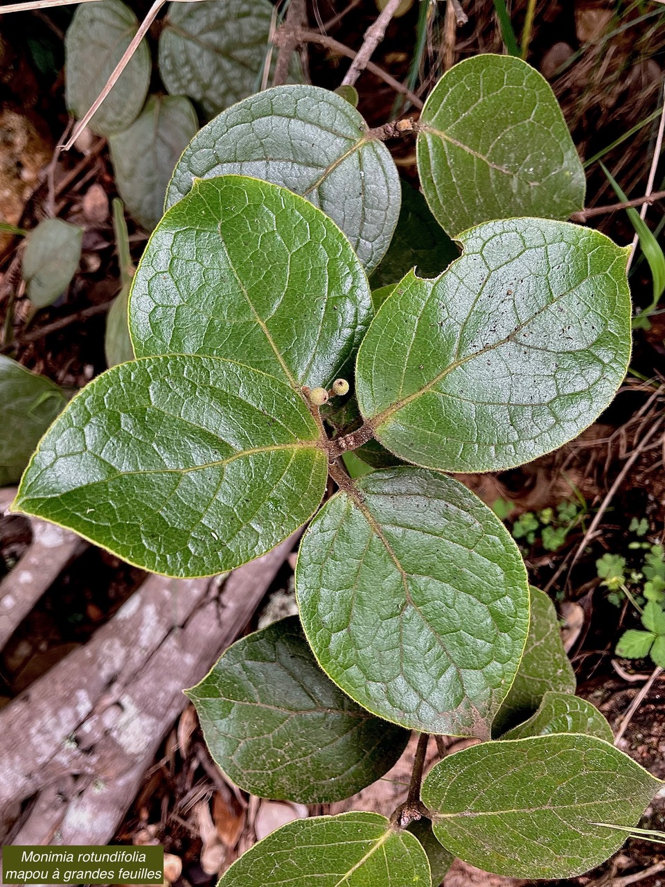 Monimia rotundifolia  mapou à grandes feuilles monimiaceae endémique Réunion