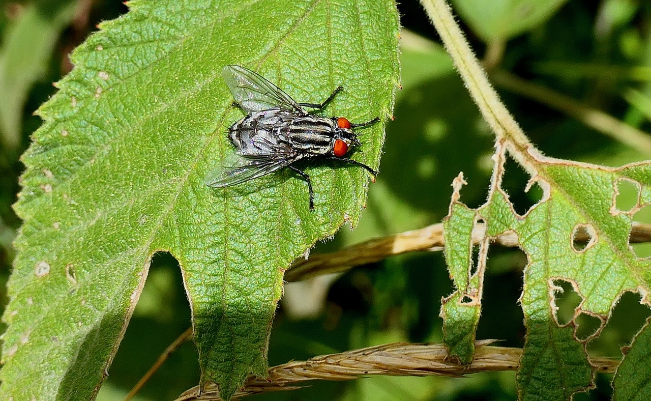 Mouche à damier sur Rubus apetalus .ronce blanche .rosaceae. indigène Réunion