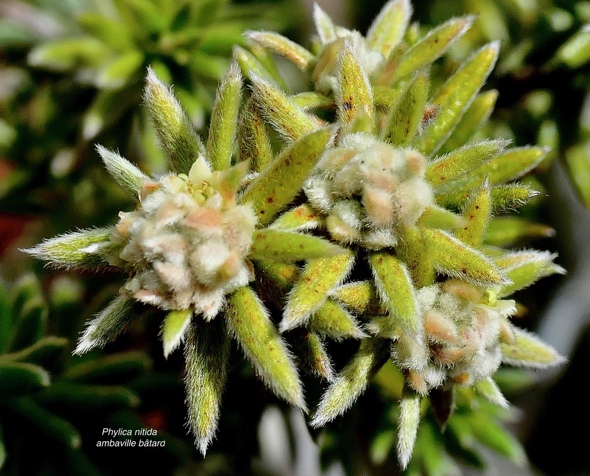 Phylica nitida  ambaville bâtard.( inflorescences ) rhamnaceae.endémique Réunion Maurice