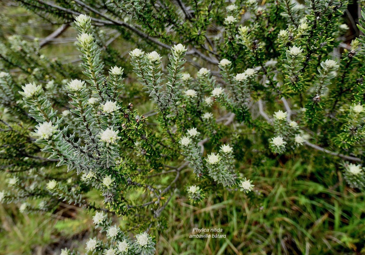 Phylica nitida  ambaville bâtard.rhamnaceae.endémique Réunion Maurice