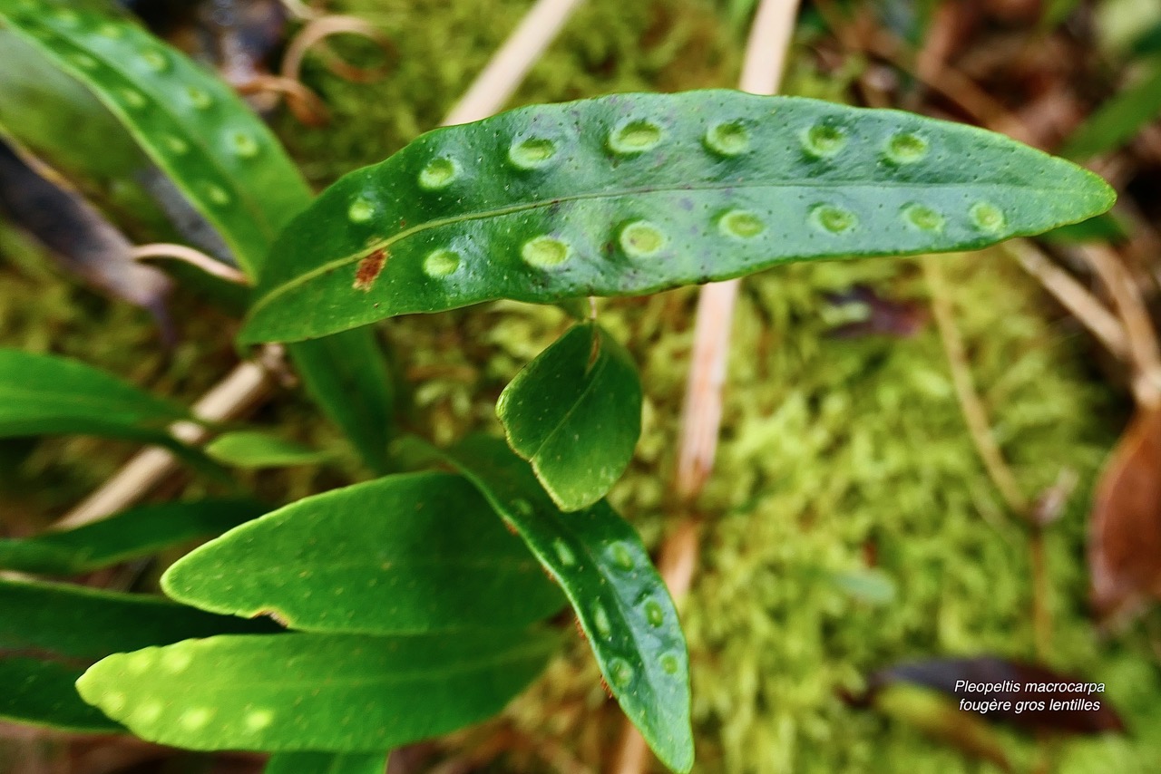 Pleopeltis macrocarpa (Bory ex Willd.) Kaulf.fougère gros lentilles. polypodiaceae.indigène Réunion. (1)