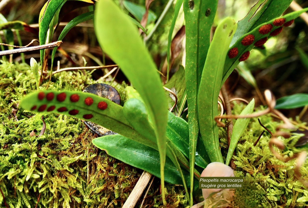Pleopeltis macrocarpa (Bory ex Willd.) Kaulf.fougère gros lentilles. polypodiaceae.indigène Réunion