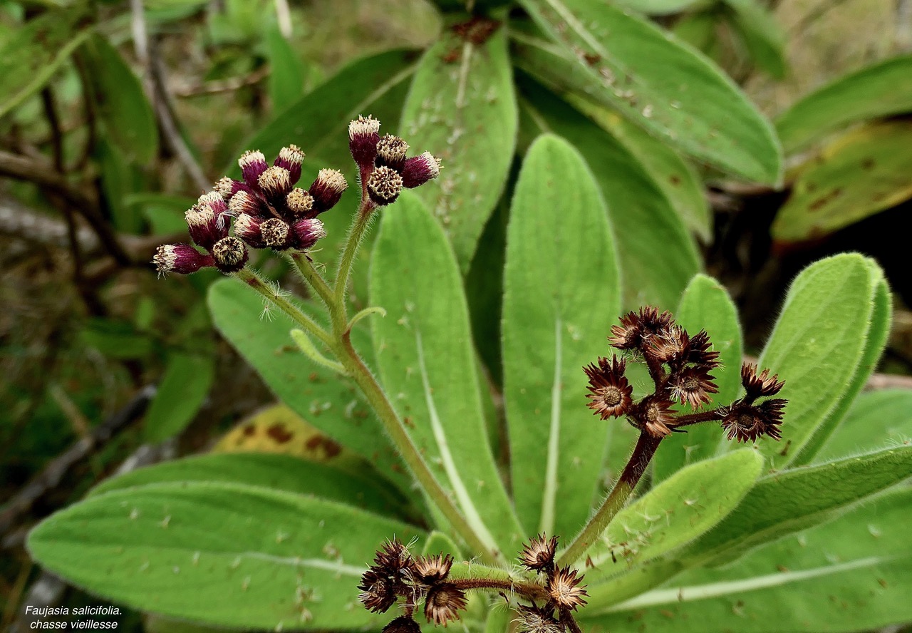 Psiadia anchusifolia (Poir.) Cordem.bouillon blanc.tabac marron.asteraceae.endémique Réunion. (1)