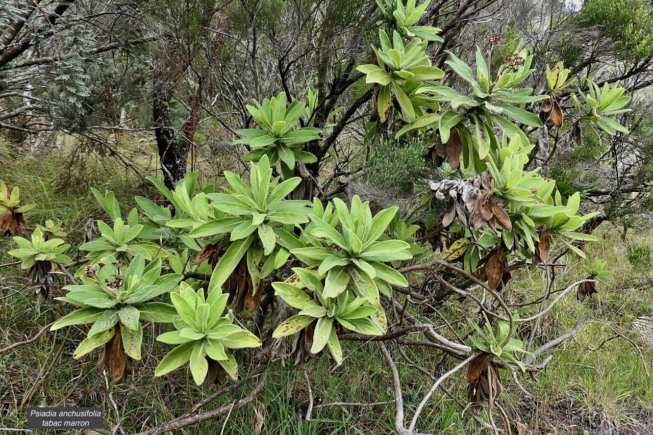 Psiadia anchusifolia (Poir.) Cordem.bouillon blanc.tabac marron.asteraceae.endémique Réunion