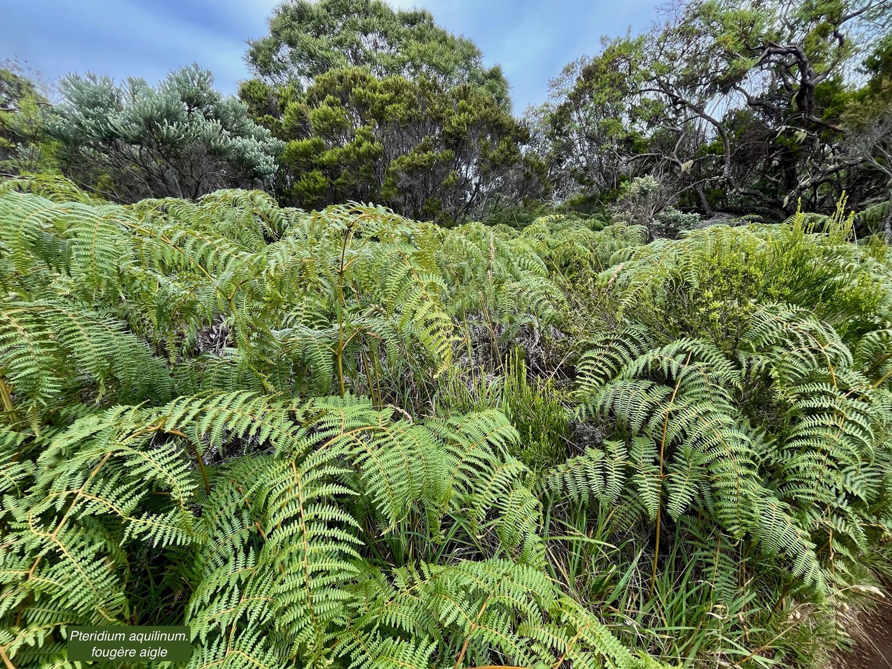 Pteridium aquilinum.fougère aigle.( au premier plan ) dennstaedtiaceae.indigène Réunion