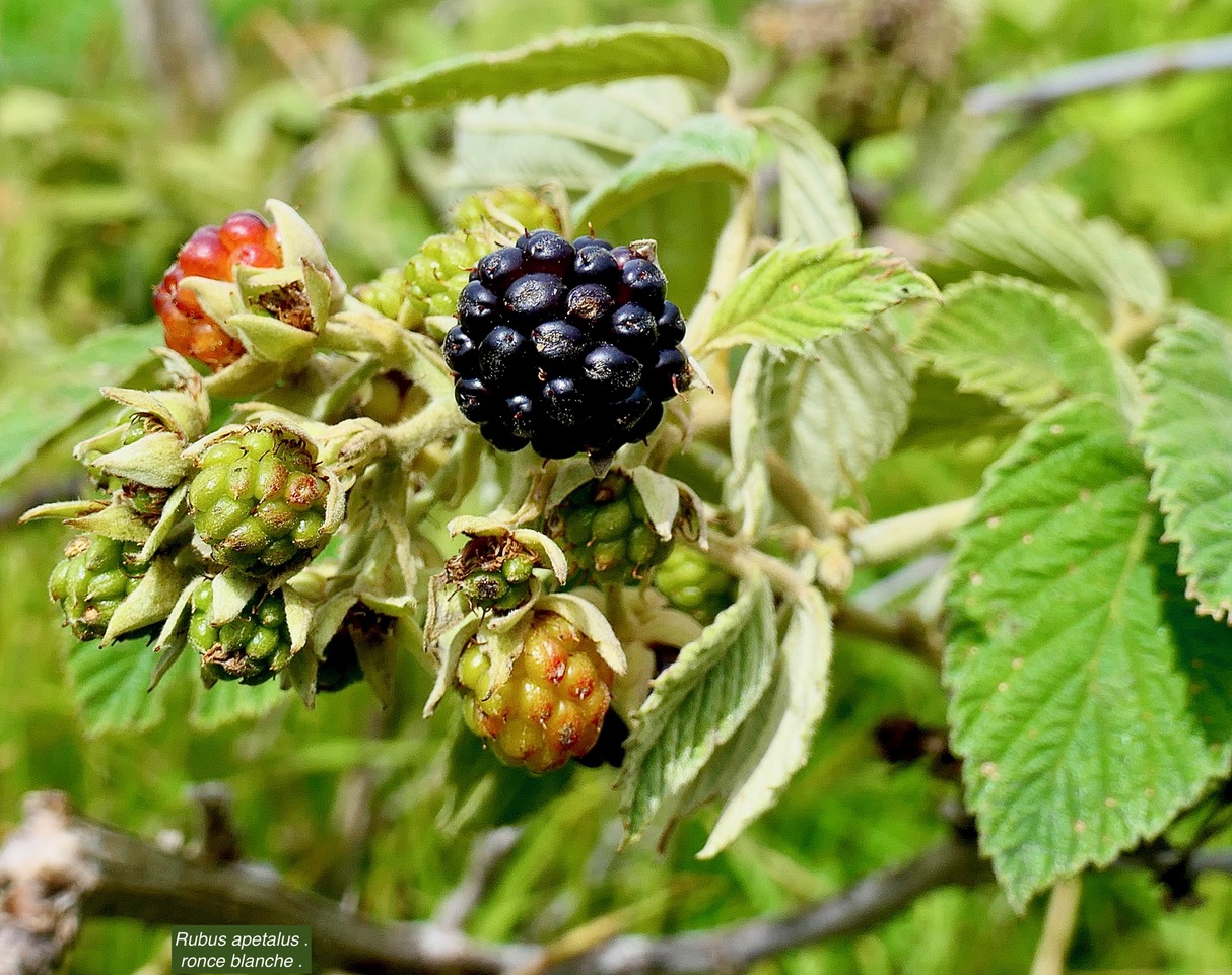 Rubus apetalus .( fruits ) ronce blanche .rosaceae. indigène Réunion