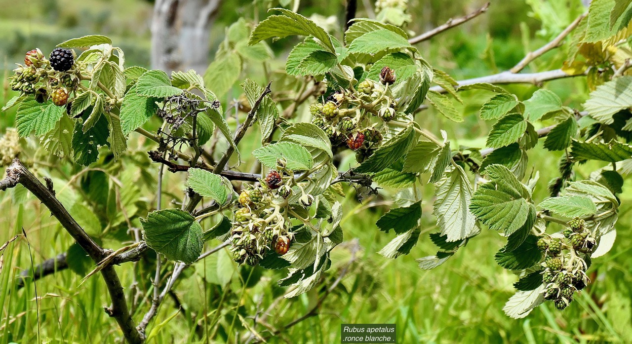 Rubus apetalus .ronce blanche .rosaceae. indigène Réunion.