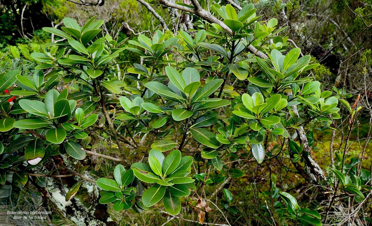 Sideroxylon borbonicum  Bois de fer bâtard .natte coudine .sapotaceae.endémique Réunion (1)