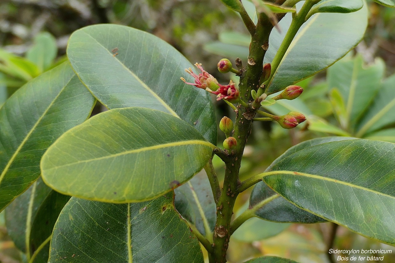 Sideroxylon borbonicum  Bois de fer bâtard .natte coudine .sapotaceae.endémique Réunion (2)