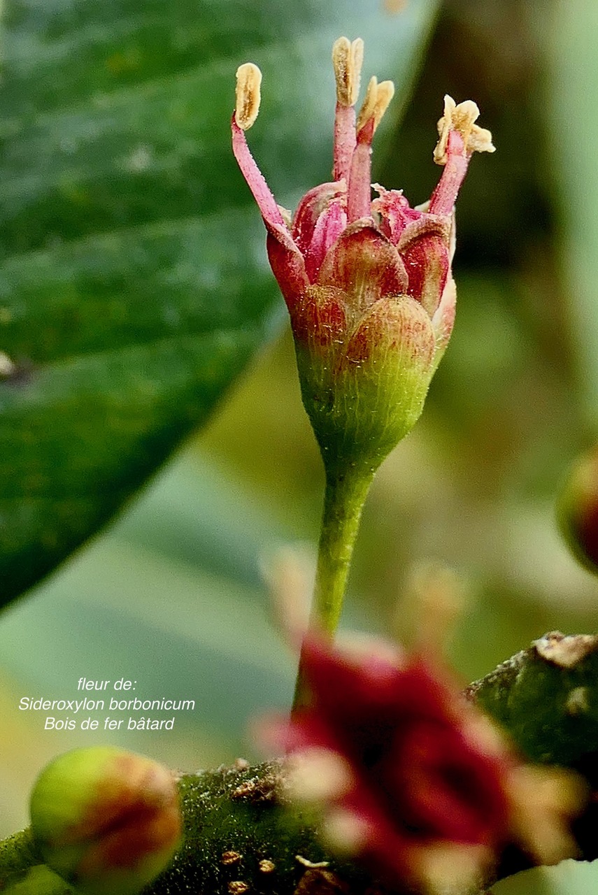 Sideroxylon borbonicum  Bois de fer bâtard .natte coudine .sapotaceae.endémique Réunion